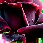 Роза чайно-гибридная "Черный принц" (саженец класса АА+) высший сорт купить