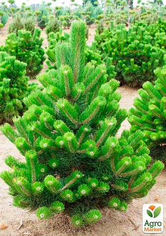 Сосна черная "Орегон Грин" ( Pinus nigra "Oregon Green") C2, высота 30-40см - фото 3