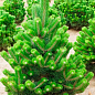 Сосна черная "Орегон Грин" ( Pinus nigra "Oregon Green") C2, высота 30-40см цена