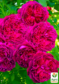 Эксклюзив! Роза английская ярко-розовая "Агат" (Agate) (саженец класса АА+, премиальный, очень ароматный сорт)1