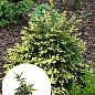 Ялина східна "Aureospicata" С4, висота 40-50см