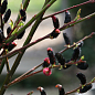 Ива тонкостолбиковая черная "Меланостахис" (Salix gracilistyla "Melanostachys") высота 25-40см