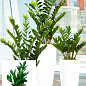 Замиокулькас (долларовое дерево)  h35-45см