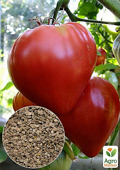 Как собрать семена помидор: как правильно собрать семена помидор -Agro-Market