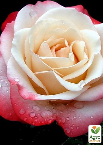 Роза чайно-гібридна "Парфум День і Ніч"