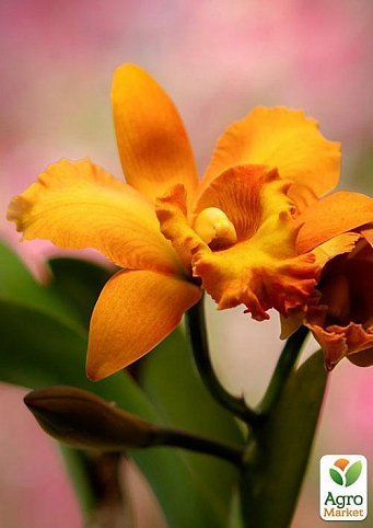 Каттлея "Удивительная орхидея"(Cattleya) дм 12 см выс. 35 см