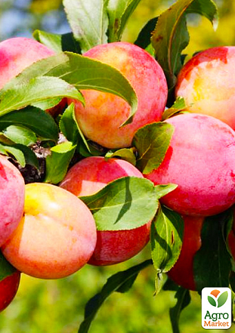 Слива "Персикова" (літній сорт, середньостиглий термін дозрівання)