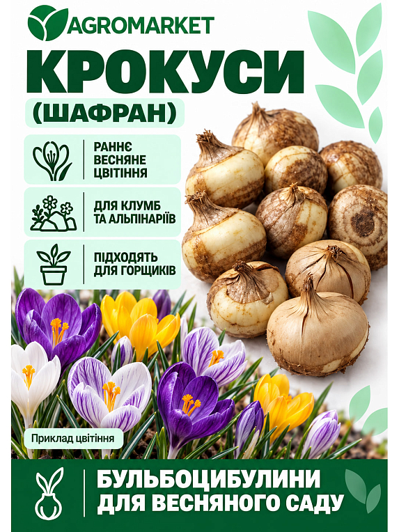 Крокус ботанічний "Blue Pearl" (розмір 5/7, середній)