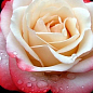 Роза чайно-гібридна "Парфум День і Ніч"