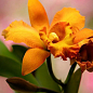 Каттлея "Дивовижна орхідея" (Cattleya) дм 12 см вис. 35 см