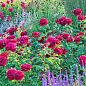 Роза английская "Дарси Бассел" (саженец класса АА+) высший сорт цена