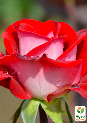 Троянда чайно-гібридна "Латин Леді" (саджанець класу АА +) вищий сорт