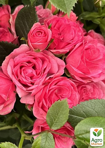 LMTD Троянда 2-х річна флорибунда "Royal Pink" (укорінений саджанець у горщику, висота 15-25см) - фото 3