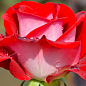 Роза чайно-гибридная "Латин Леди" (саженец класса АА+) высший сорт