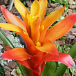 Гузманія помаранчева (Guzmania sanguinea) "Аmaretto"