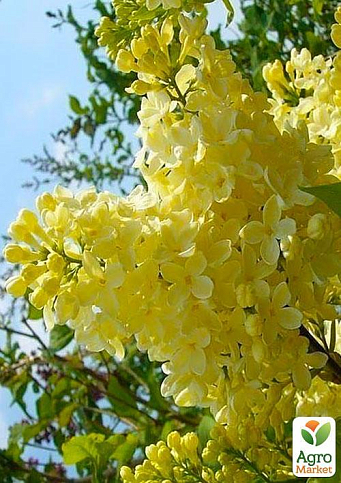 Сирень жёлтая "Примула"  - фото 6