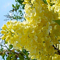 Сирень жёлтая "Примула" 