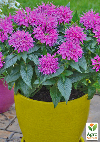 Бергамот (Монарда)  "Baby Spice"