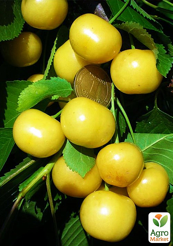 Черешня пирамидальная желтая