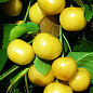 Черешня пирамидальная желтая
