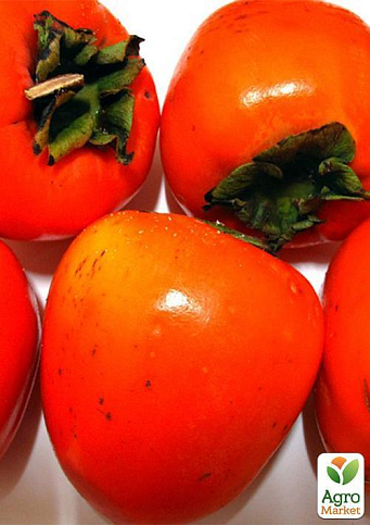 Хурма на віргінській морозостійкій підщепі  "Волове серце" вищий сорт! - фото 8