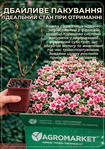 Вейгела "Alexandra" (Weigela Florida) - фото 4