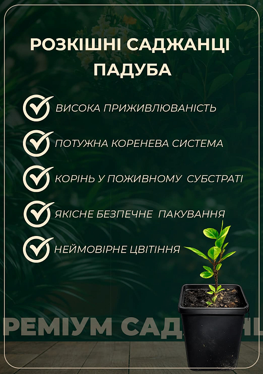 Падуб зазубренный "Голден Джем" (IIlex crenata Golden Gem) вазон Р9