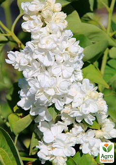 Сирень инвитро "Принцесса Клементина" (Syringa vulgaris "Princesse Clementine") вазон С217