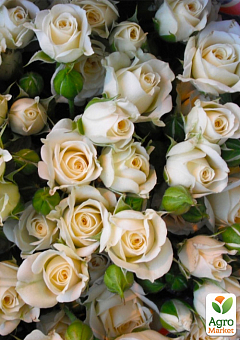 Эксклюзив! Роза мелкоцветковая (спрей) нежно-кремовая "Невеста" (Bride) (саженец класса АА+, премиальный обильно цветущий сорт)1