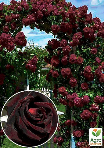 Роза плетистая "Черный принц" (саженец класса АА+) высший сорт