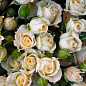 Эксклюзив! Роза мелкоцветковая (спрей) нежно-кремовая "Невеста" (Bride) (саженец класса АА+, премиальный обильно цветущий сорт)