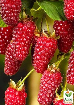 LMTD Ежемалина "Loganberry" (сортовая, укорененная) высота 50-70см30