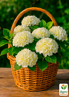 Гортензия крупнолистная белая "Bright White"2