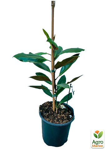 LMTD Магнолія Королівська "Grandiflora" 3-річна (висота 40-50см) - фото 2