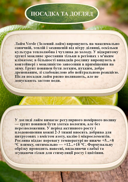 Эксклюзив! Лайм "Verde (Зеленый лайм)" (укорененный черенок) - фото 2