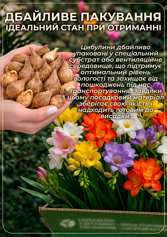 Фрезія проста "Rose" 5шт в упаковці - фото 4