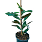 LMTD Магнолия Королевская "Grandiflora" 3-х летняя (высота 40-50см) купить