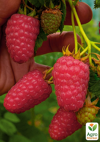 Малина "Лячка" (ранній термін дозрівання, сорт добре стійкий до хвороб) - фото 2