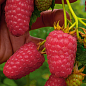 Малина "Лячка" (ранній термін дозрівання, сорт добре стійкий до хвороб) купить