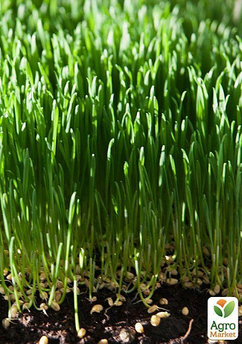 Пророщувач (спраутер) для насіння і мікрозелені ТМ "Green Vitamin" - фото 11