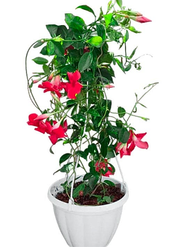 Дипладения 2-х летняя (Mandevilla) "Velvet Red" (высота 40-50см, подвесной вазон) - фото 2