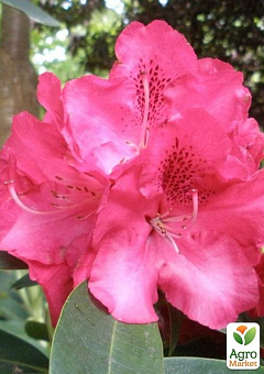LMTD Рододендрон гибридный цветущий 5-и летний "Wilgens Ruby" (высота 60-70см)1