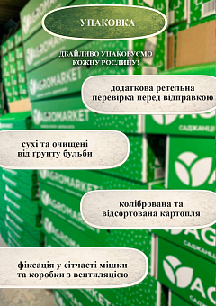 Эксклюзив! Картофель "Рэд Мария" семенной среднеспелый (1 репродукция) 20