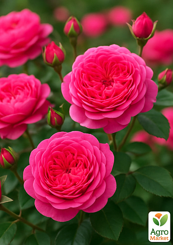 Троянда англійська "Boscobel" (саджанець класу АА+) вищий сорт