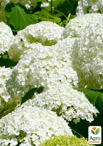 Гортензия крупнолистная "Soeur Therese" вазон Р9 - фото 4