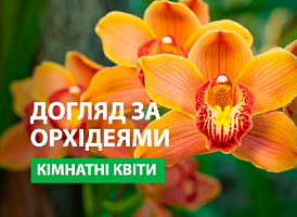 Добрива для орхідеї - корисні статті про садівництво від Agro-Market