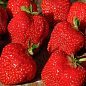 Клубника садовая ремонтантная "Королева Елизавета" укорененная в контейнере цена