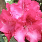 LMTD Рододендрон гібридний квітучий 5-річний "Wilgens Ruby" (висота 60-70см)