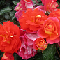 Троянда в контейнері флорибунда "Gebruder Grimm" (саджанець класу АА+) цена