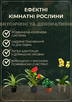 Нефролепіс "Green Lady" (папороть кімнатна)10